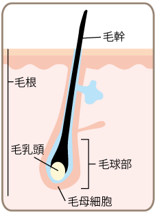 毛の構造