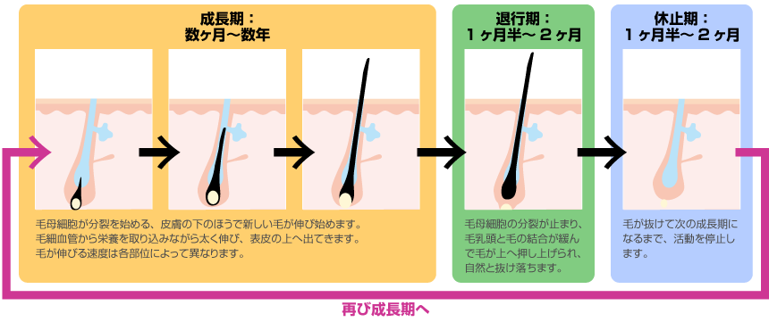 毛の成長サイクル